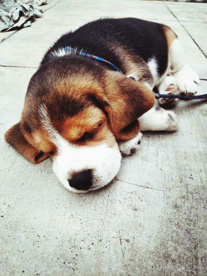 doggy