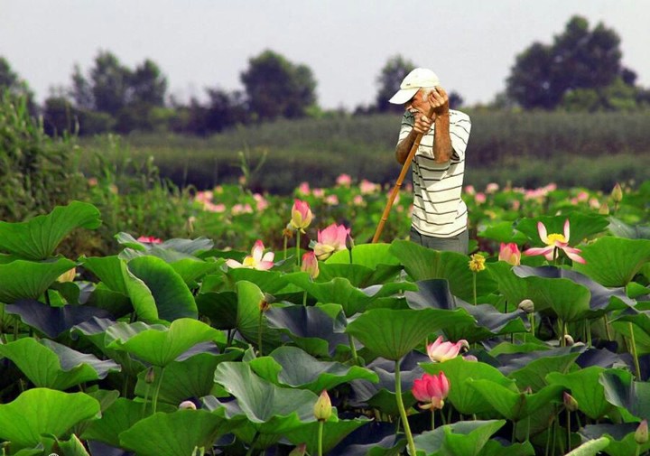 iran_gilan_Anzali beautiful wetland