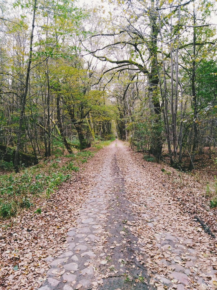 осенний лес