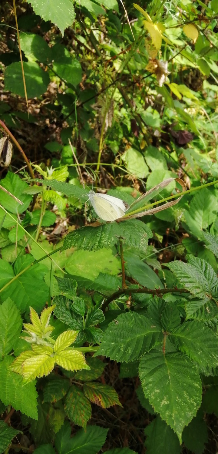 butterfly