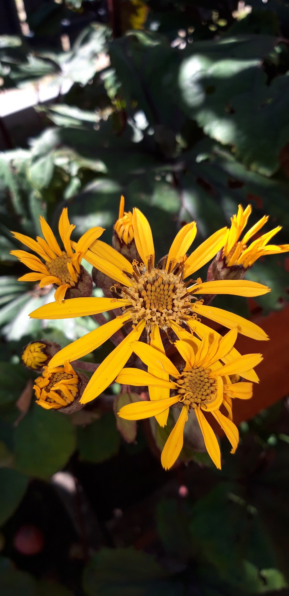 Ligularia