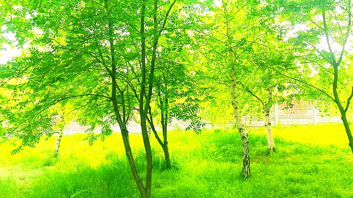 Greeen✩♡★