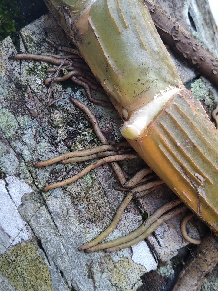 roots of strength