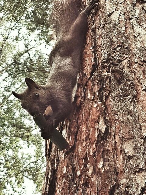 Squirrel