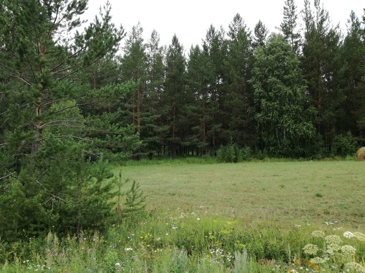 Лес