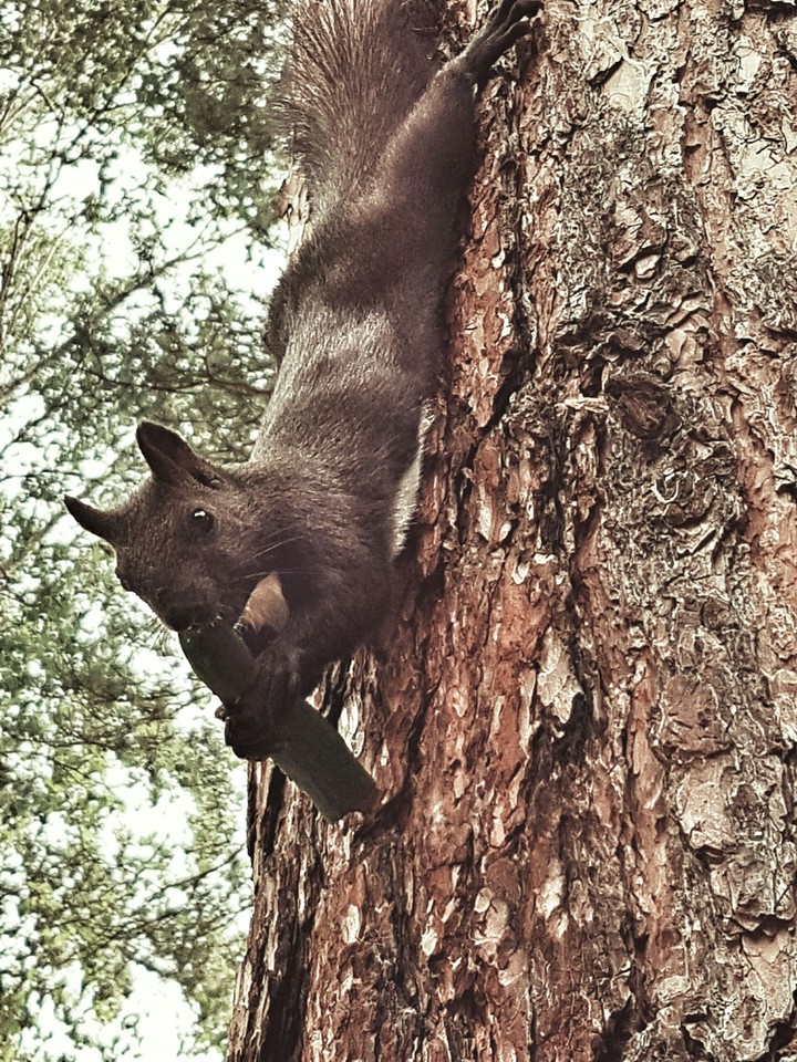 Squirrel