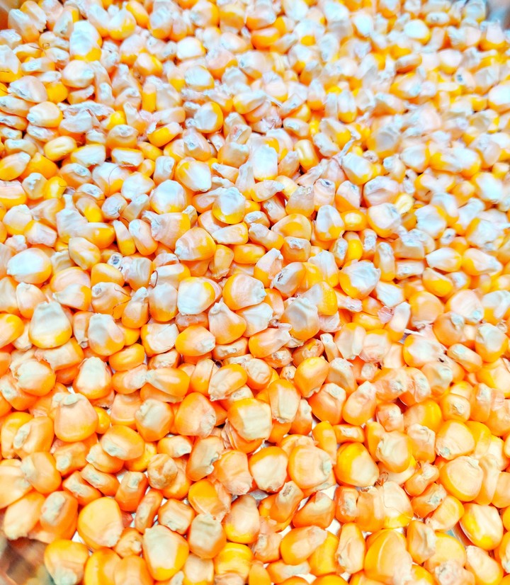 dry corn