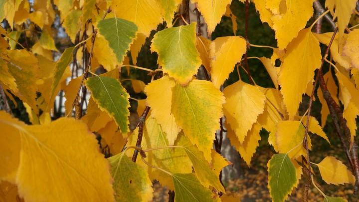 autumn colors