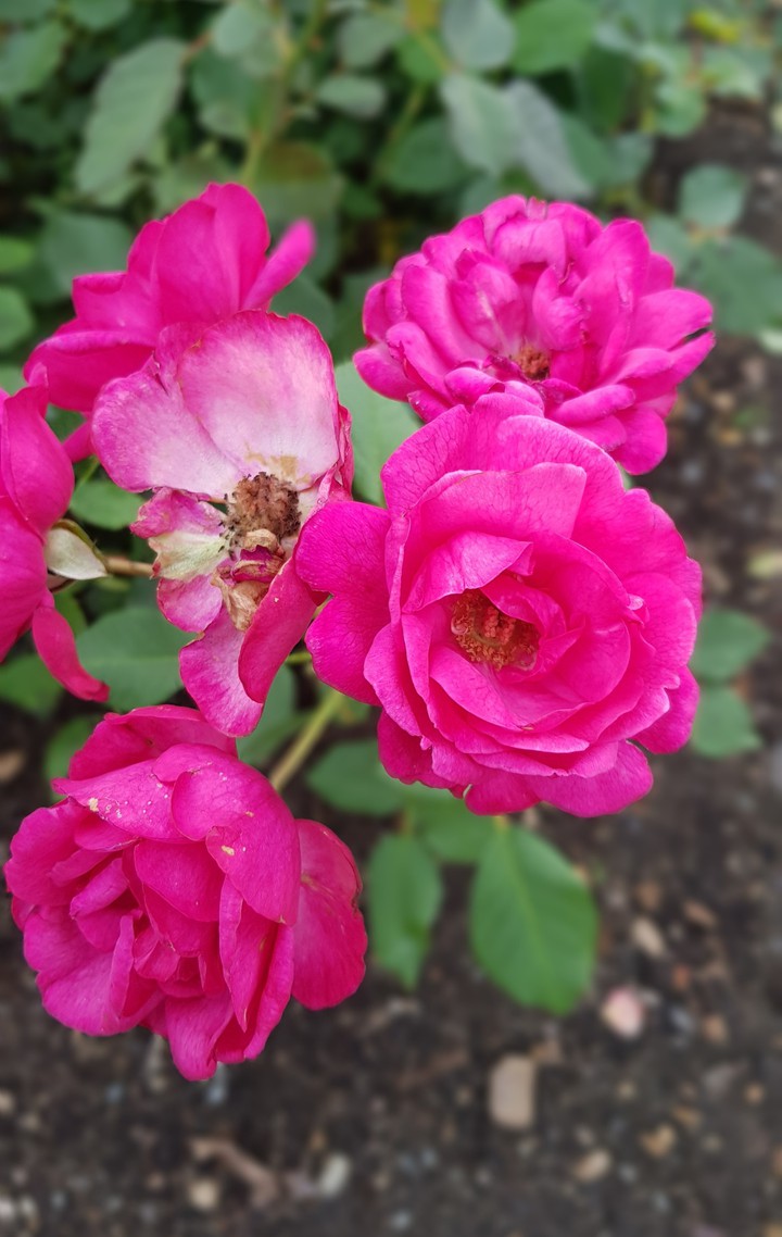 roses