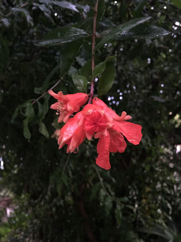 Flor