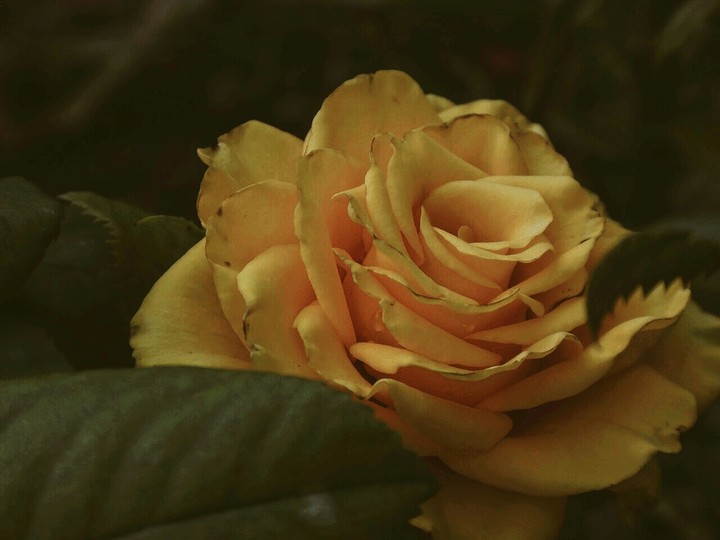 flower
