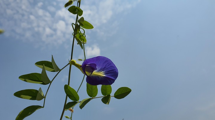 purple flower