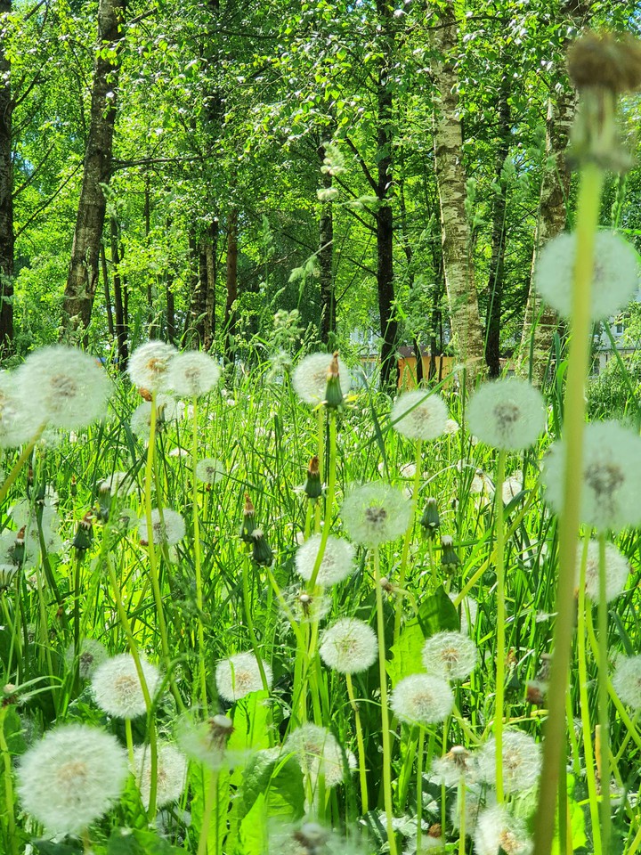 #Одуванчики#Dandelions#Июнь#June