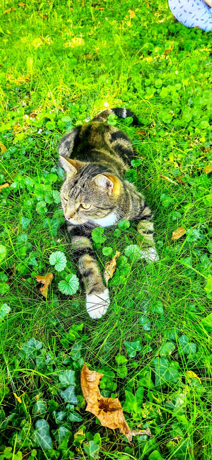 My Cat