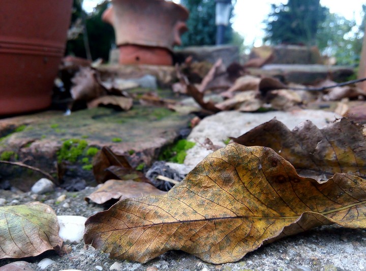 #leaves