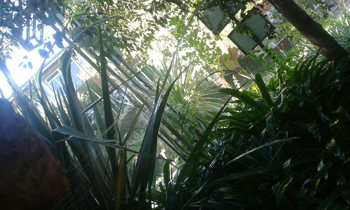 forest of plants