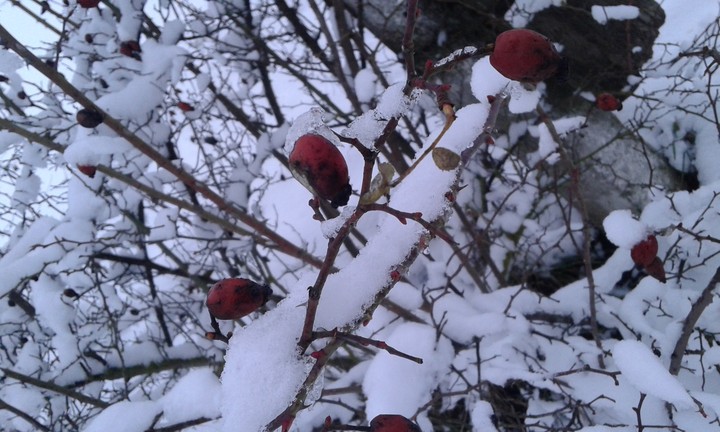 Winter day