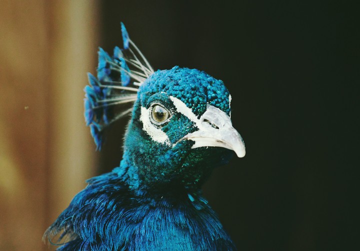buttifull picok