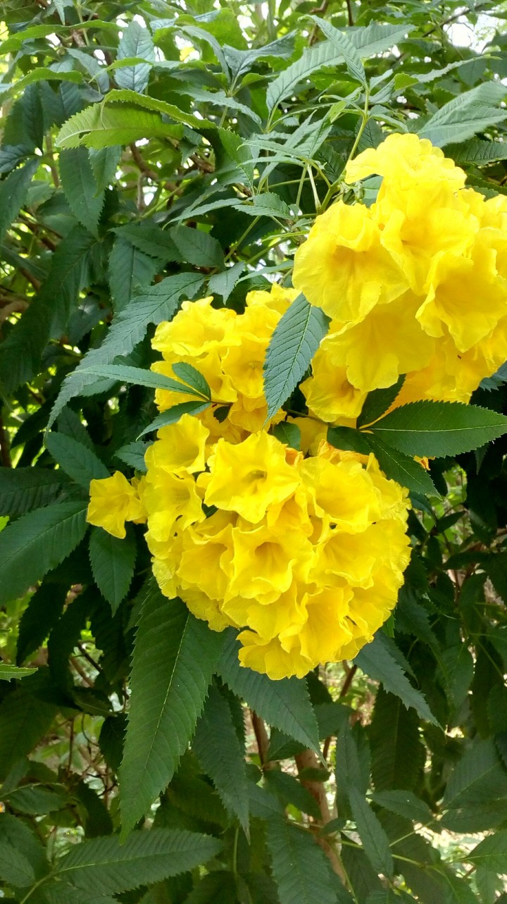 Beautiful flowers