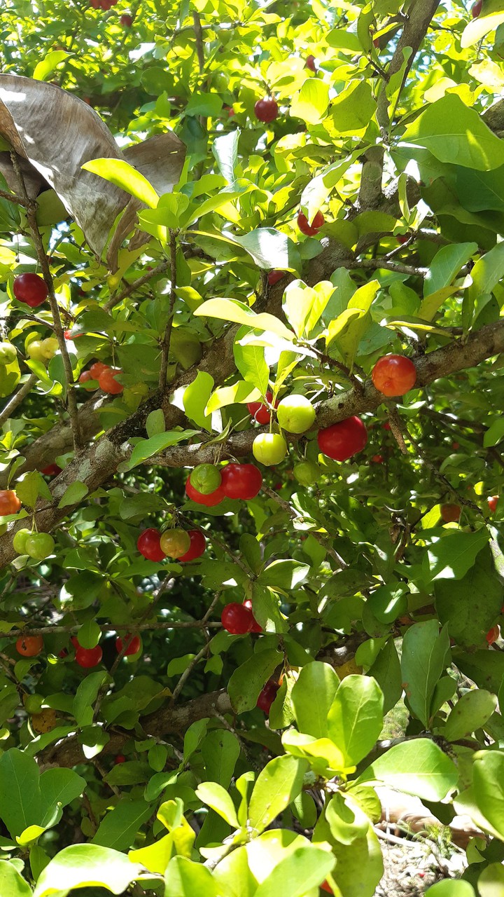 frutas