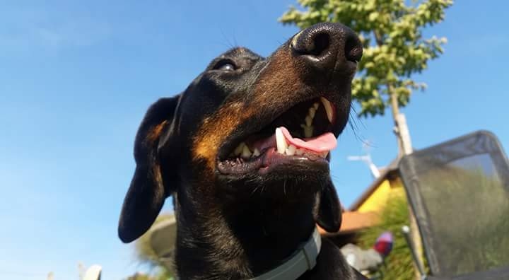 Daschund