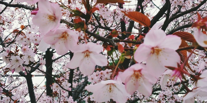 SAKURA