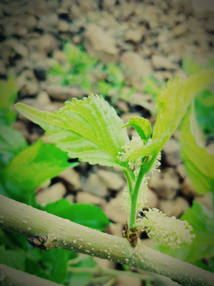 Mulberry