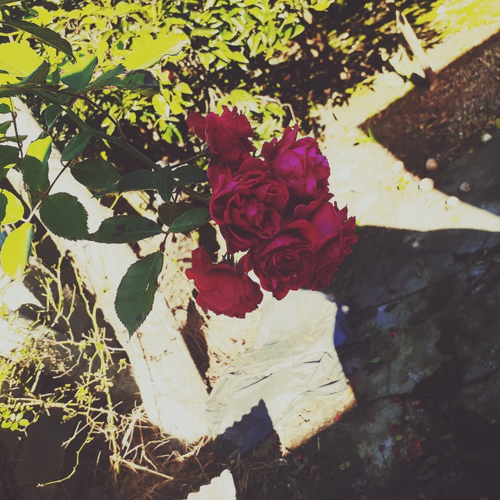 Rose