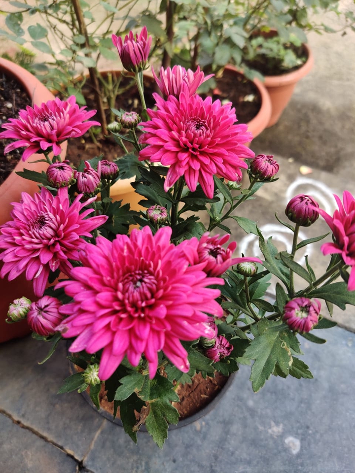 @Flowers