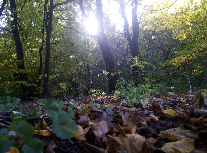 autumn