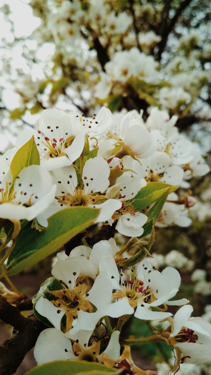 blooming tree