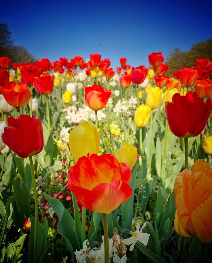 Tulip