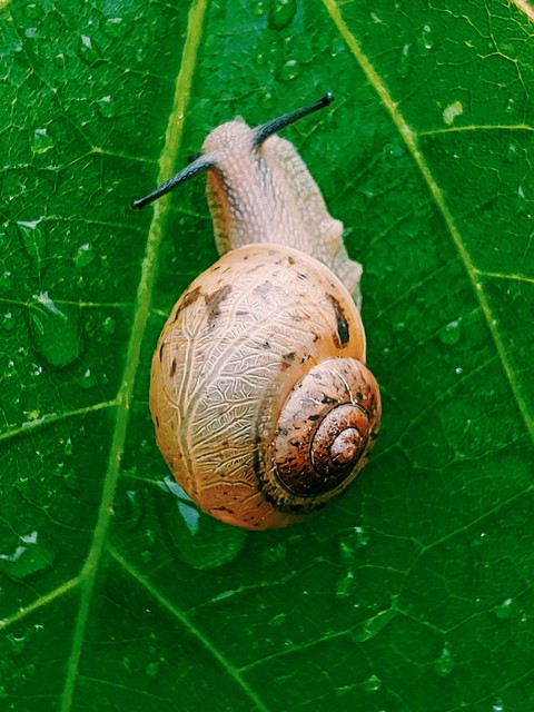hình nền lymnaeidae, molluscs