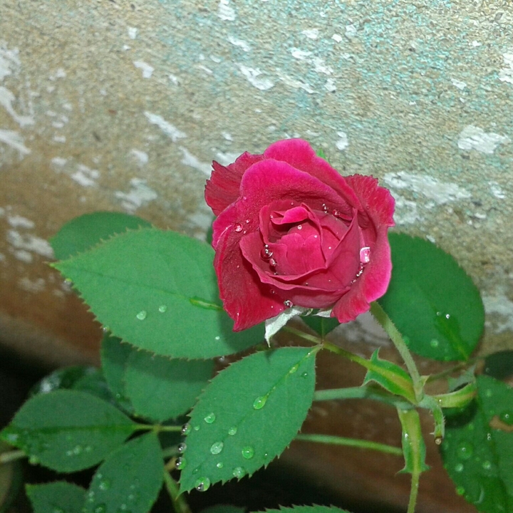 Rose