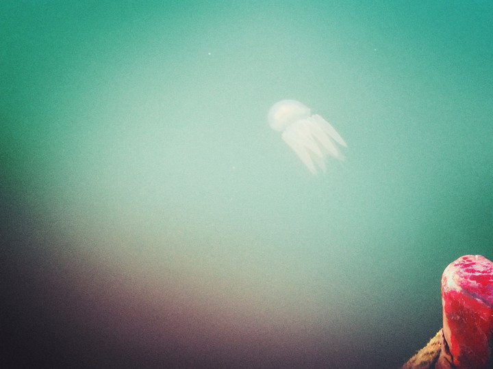 jelly fish