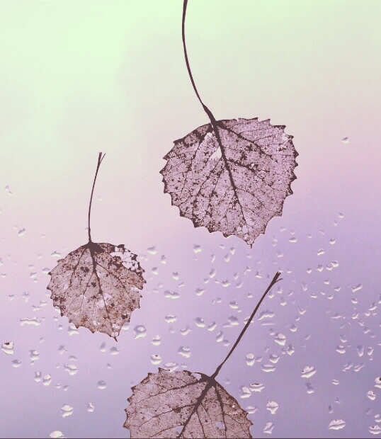 leaf