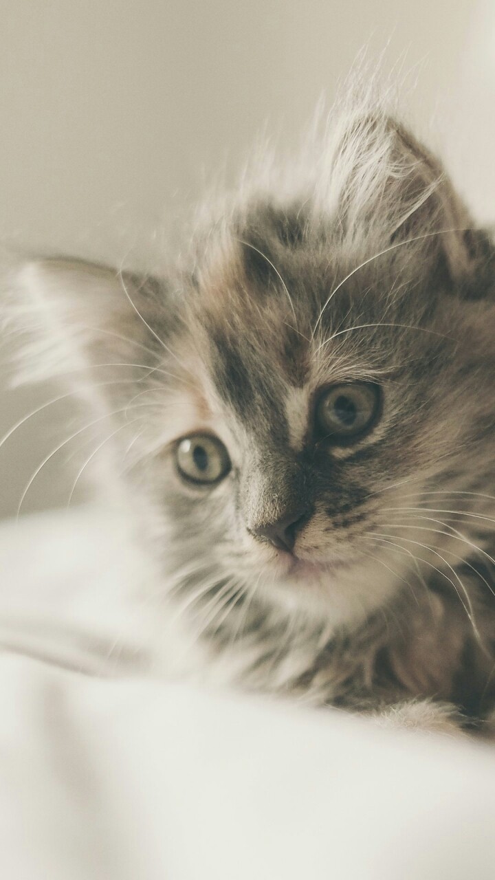 кот