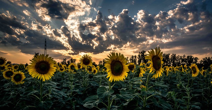 Sunflower