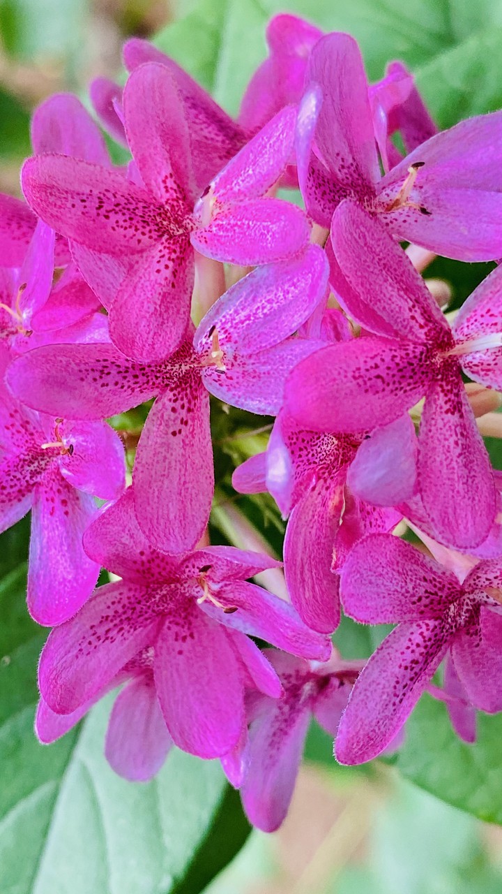 pink flowers