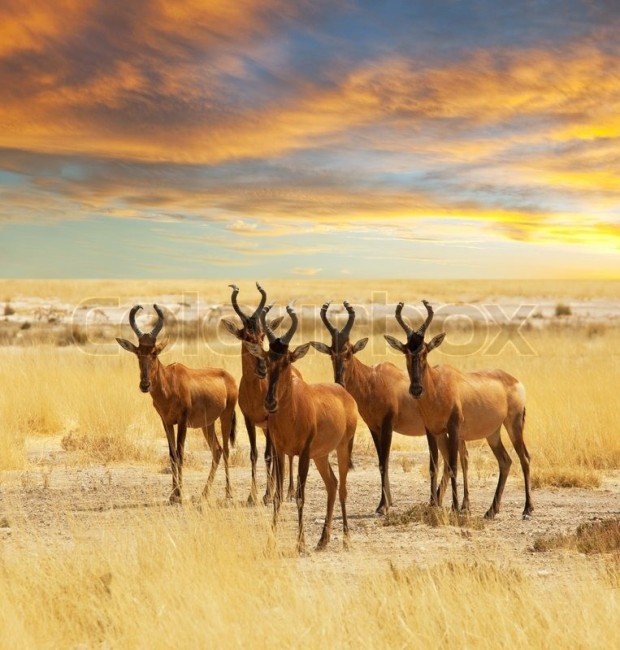 I love Africa