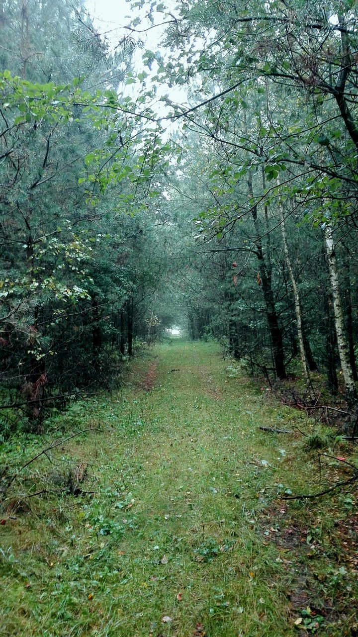 Forest path