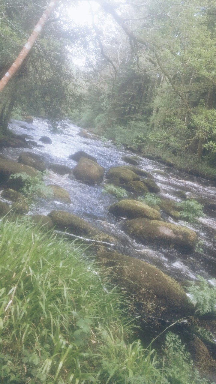 Forêt