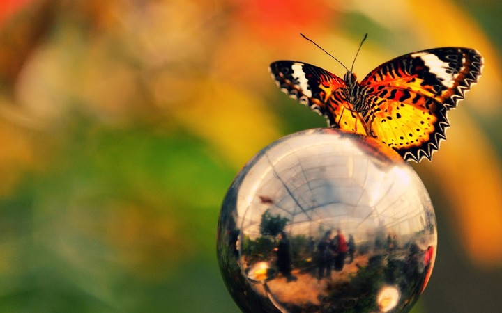 Butterfly Ball Metal Wings Flashing