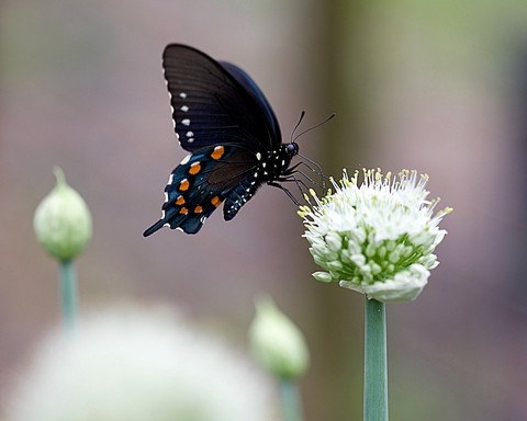 pollinator, flower壁紙