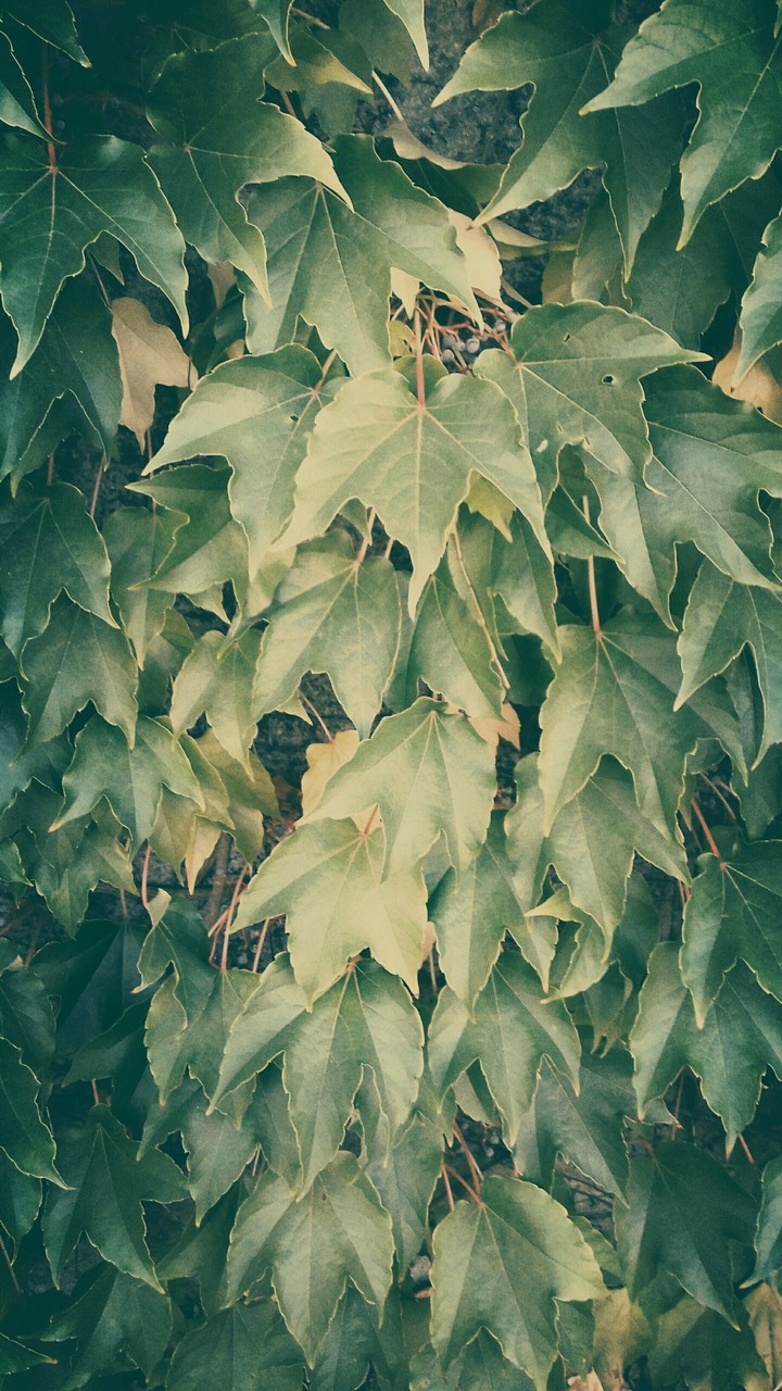 nature