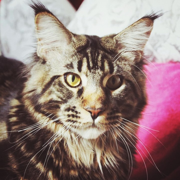 Котик
