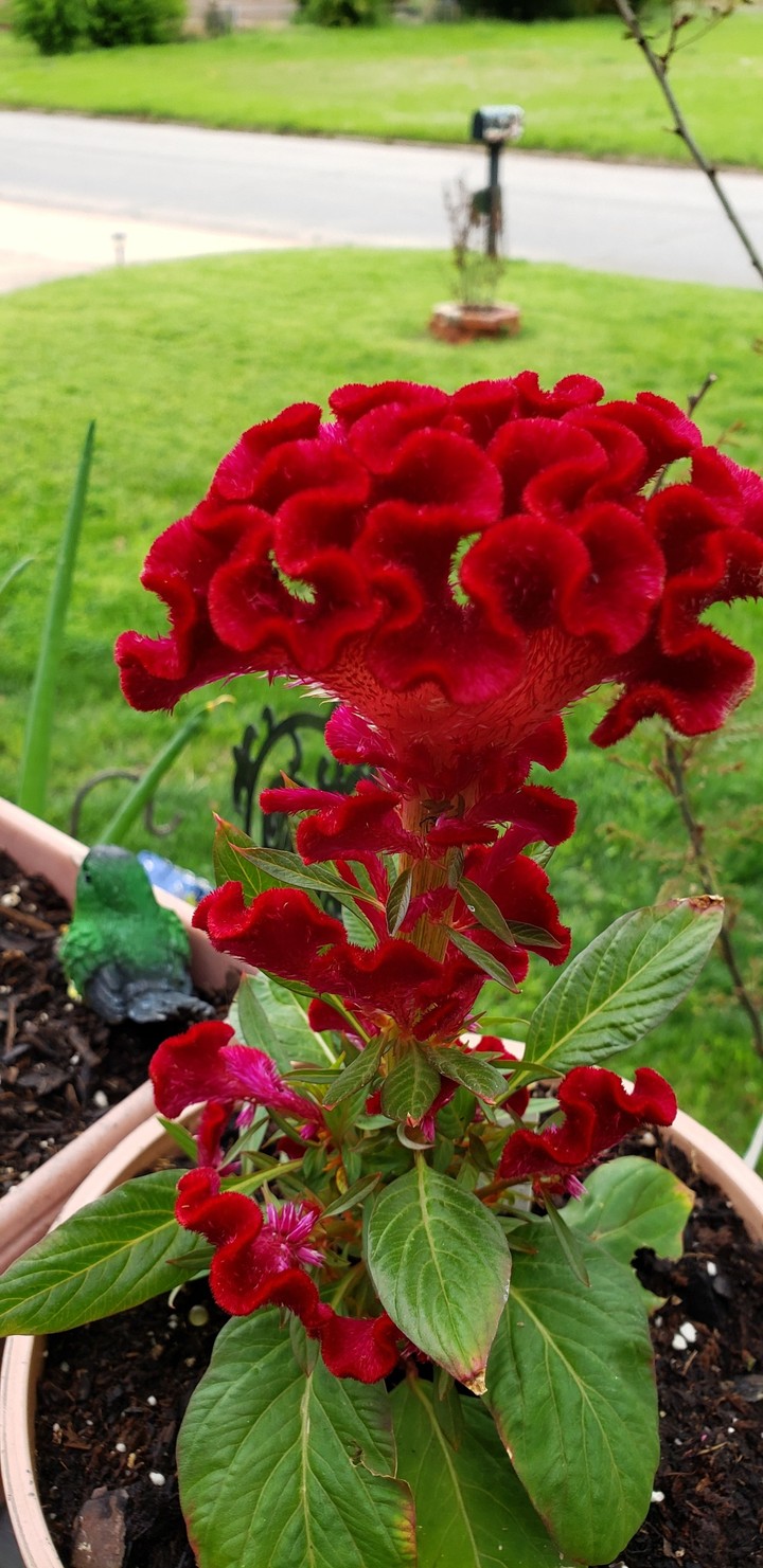 Celosia or Cockscomb