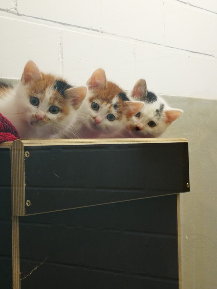 3 Lil cats