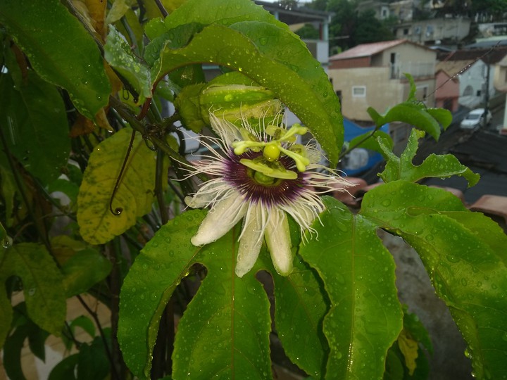 flor