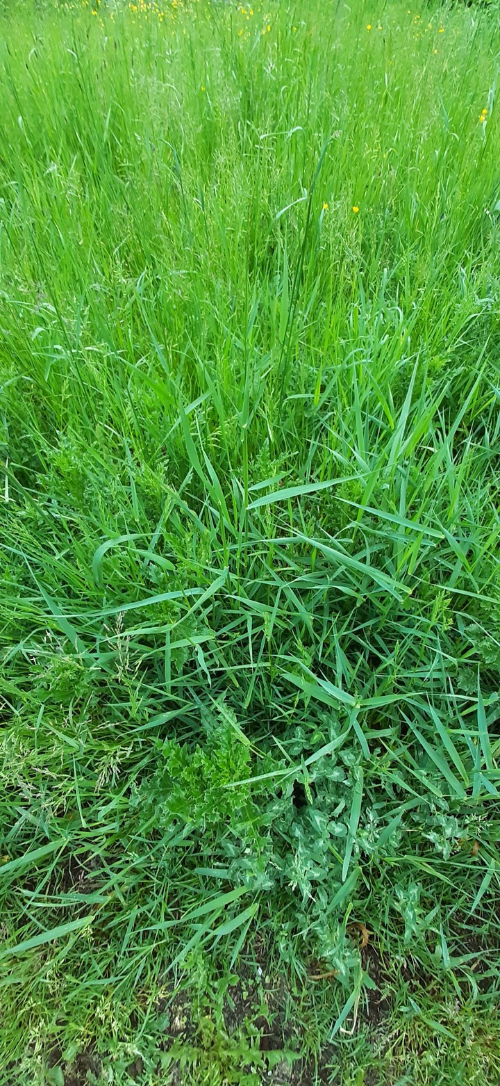 beautiful green background